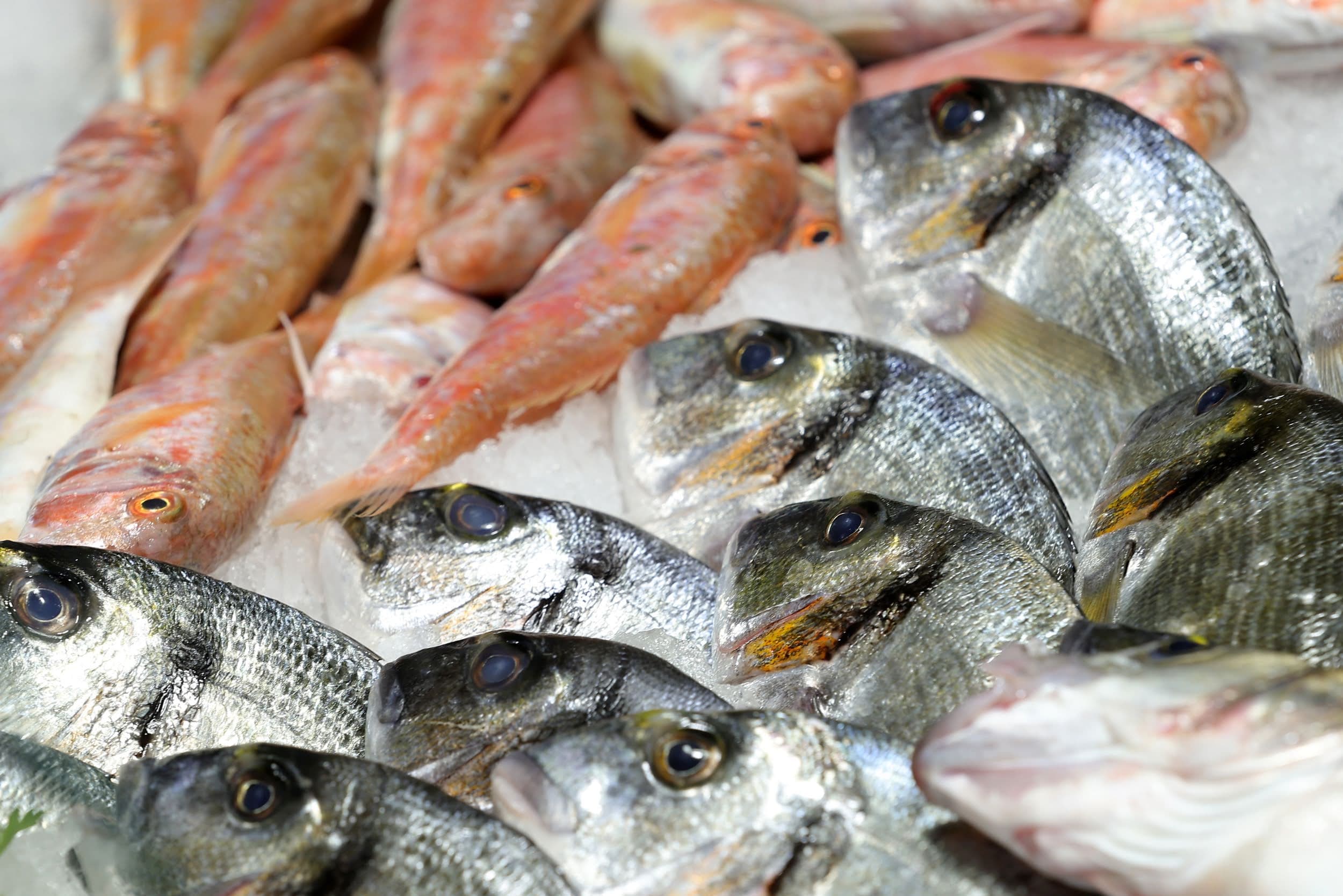 Fresh gilthead bream on the counter