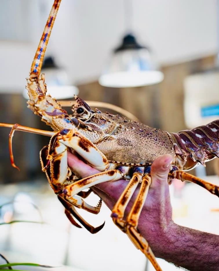 Live red spiny lobster on the counter