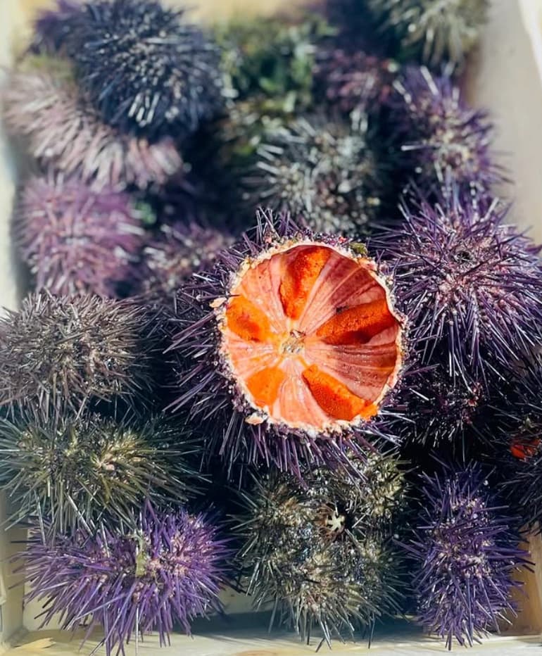Fresh sea urchins, orange roe